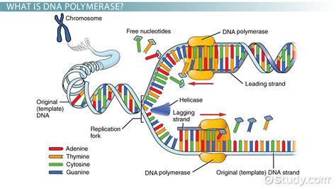 purpose of dna polymerase 1.